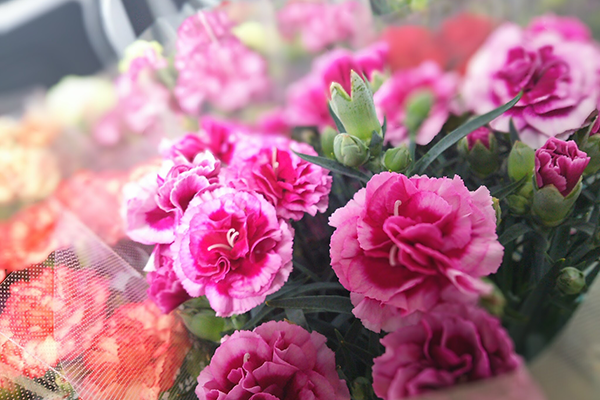 花2_IMG_20160427_162838